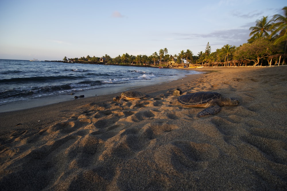 tortue de mer brune sur sable brun