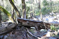 A serene forest scene emphasizing the beauty of natural wood.