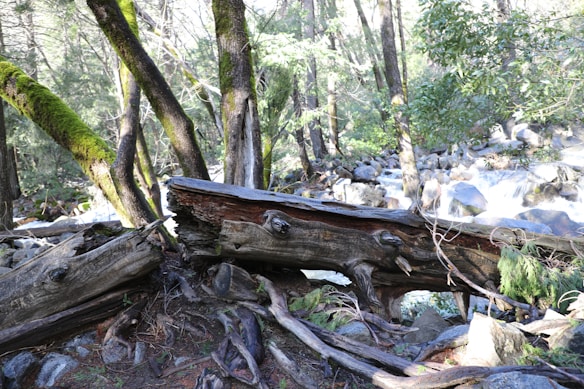 A serene forest scene with an emphasis on nature's raw beauty. Moss-covered trees and an old, fallen log lie near a gently flowing stream, surrounded by rocks and vibrant vegetation. Sunlight filters through the branches, casting dappled shadows on the ground.
