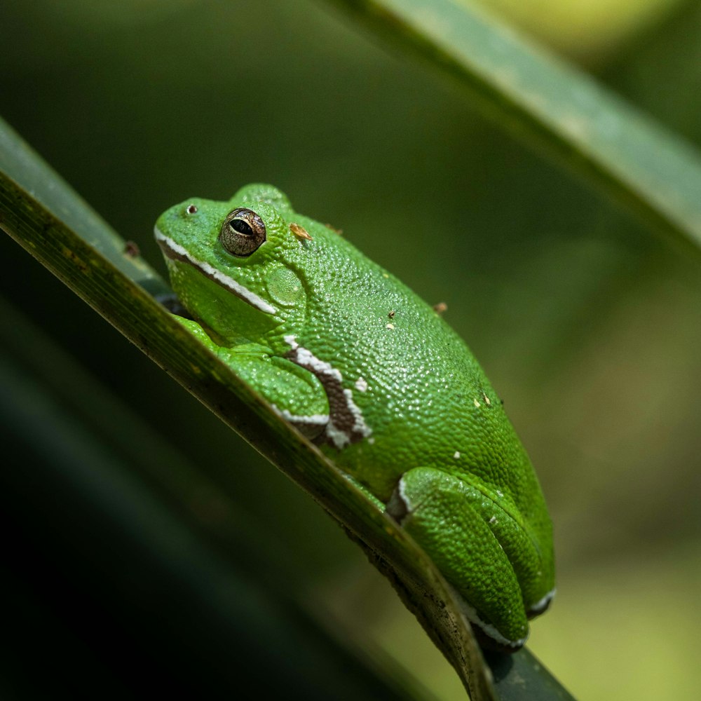 green frog perched on green leaf selective focus photography