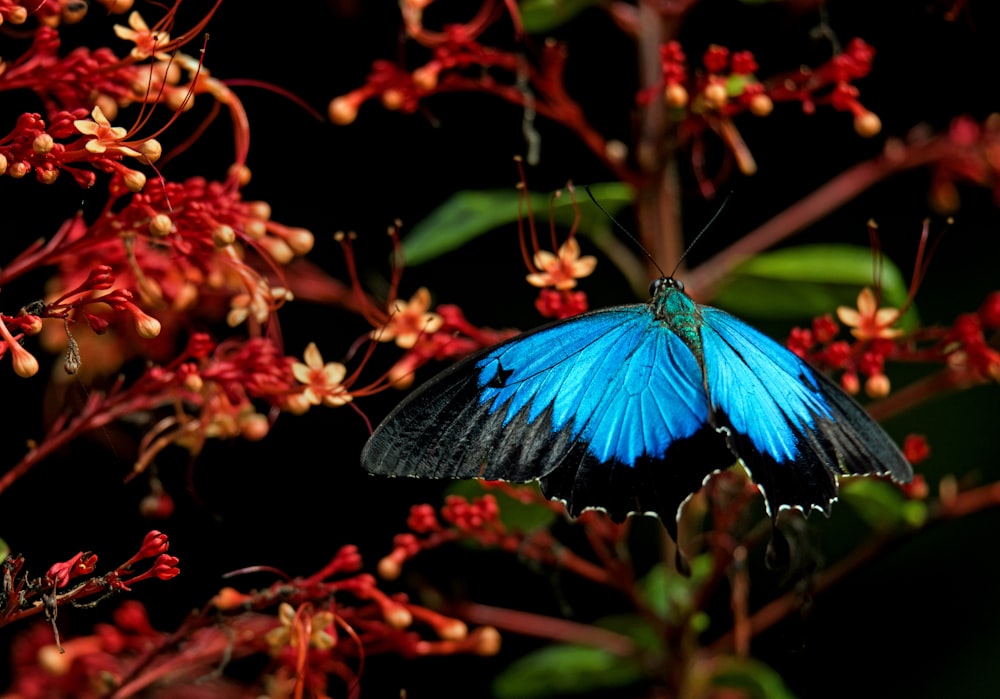 blue morpho butterfly during daytime