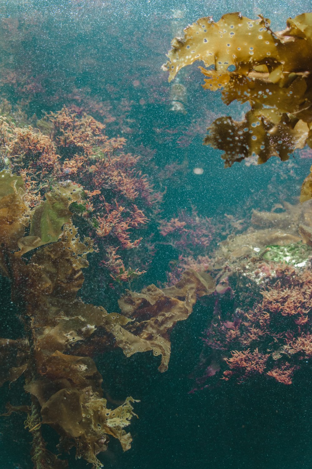 an underwater view of seaweed and other marine life