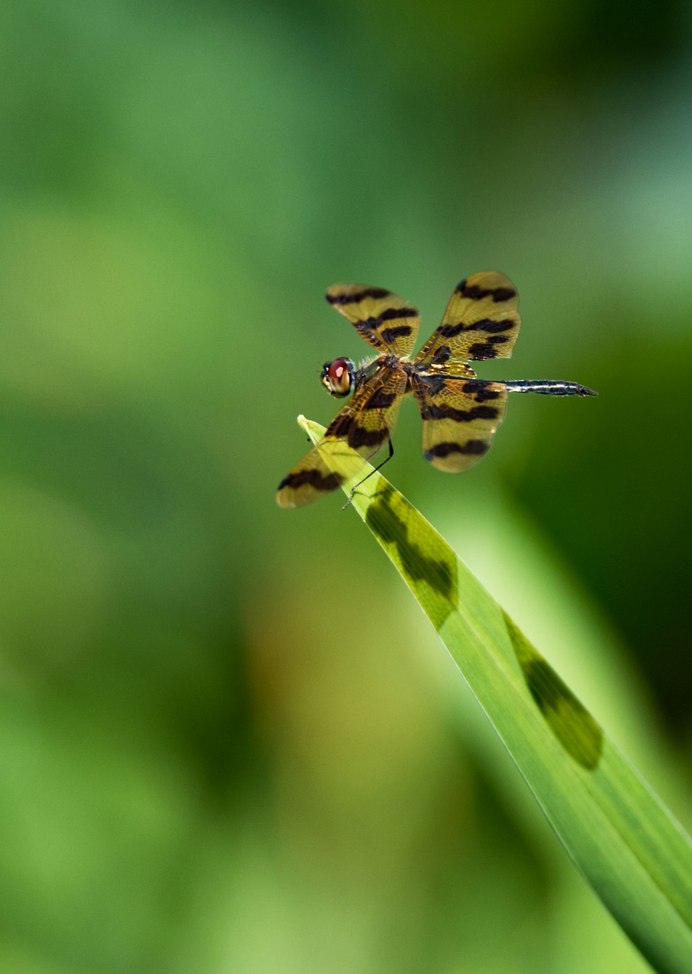 selective focus photography of brown and black dragonfly perching on green leaf