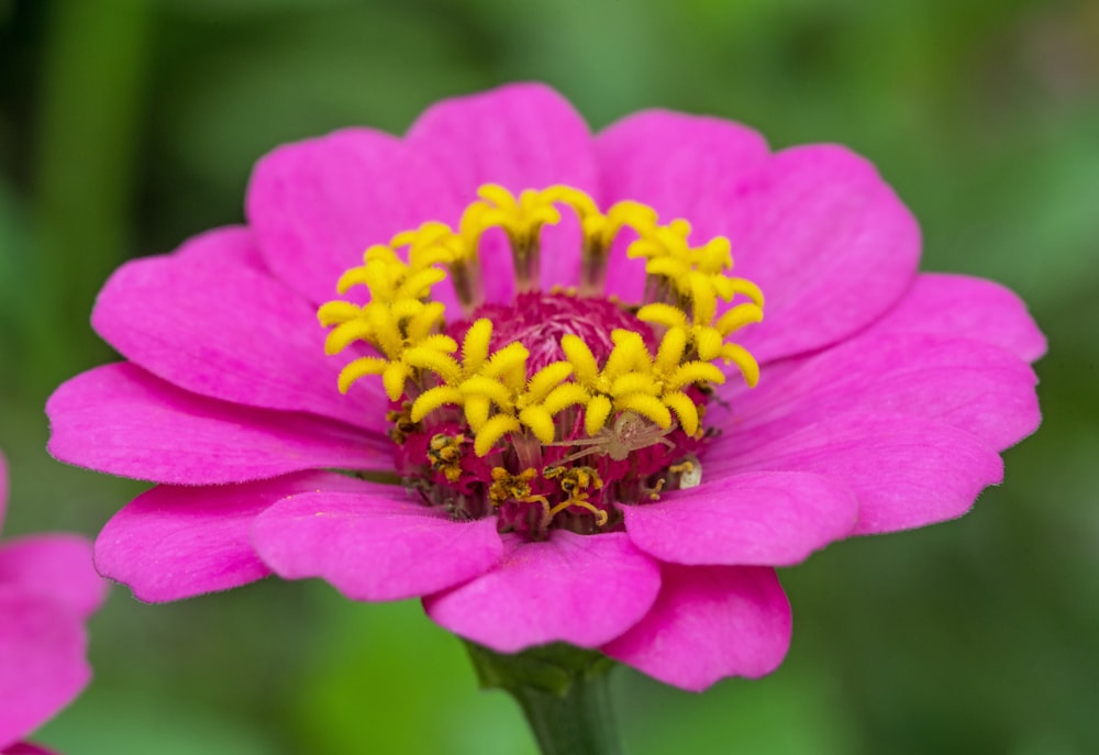 Nahaufnahme einer rosafarbenen Blume mit Blütenblättern