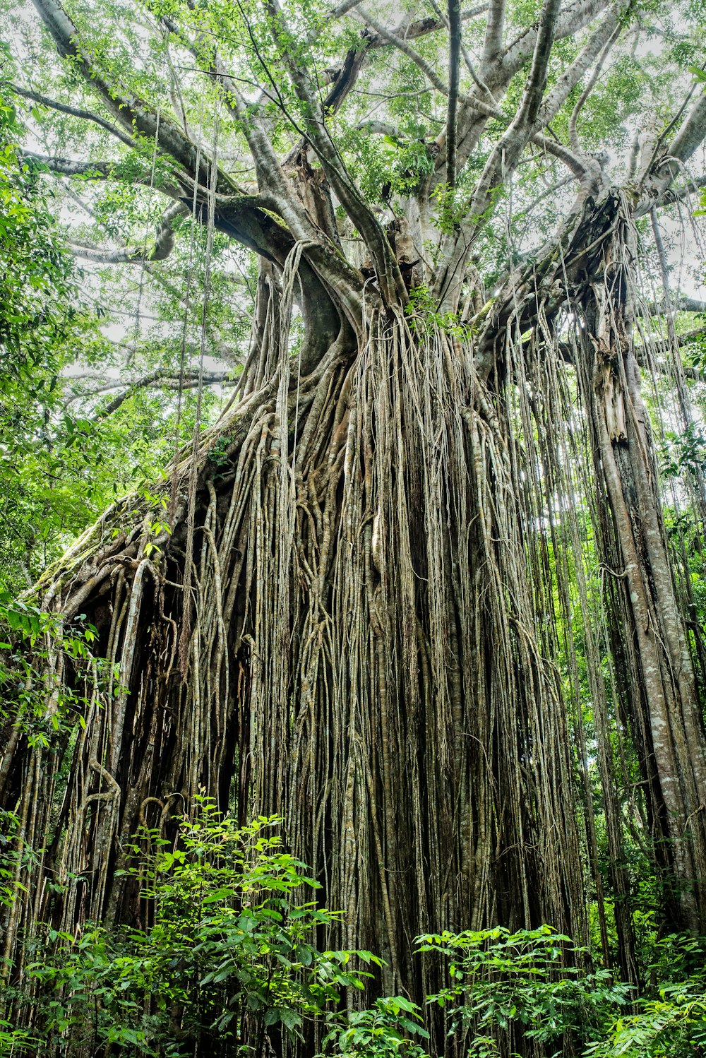 low-angle photography of tree