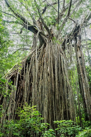 A large, majestic tree with an extensive network of long, hanging roots and branches. The tree is surrounded by dense green foliage, with sunlight filtering through the leaves. The scene conveys a sense of depth and natural grandiosity, emphasizing the intricate details of the tree's structure.