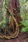 twisted tree branch on ground near palm plant during daytime