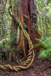 twisted tree branch on ground near palm plant during daytime
