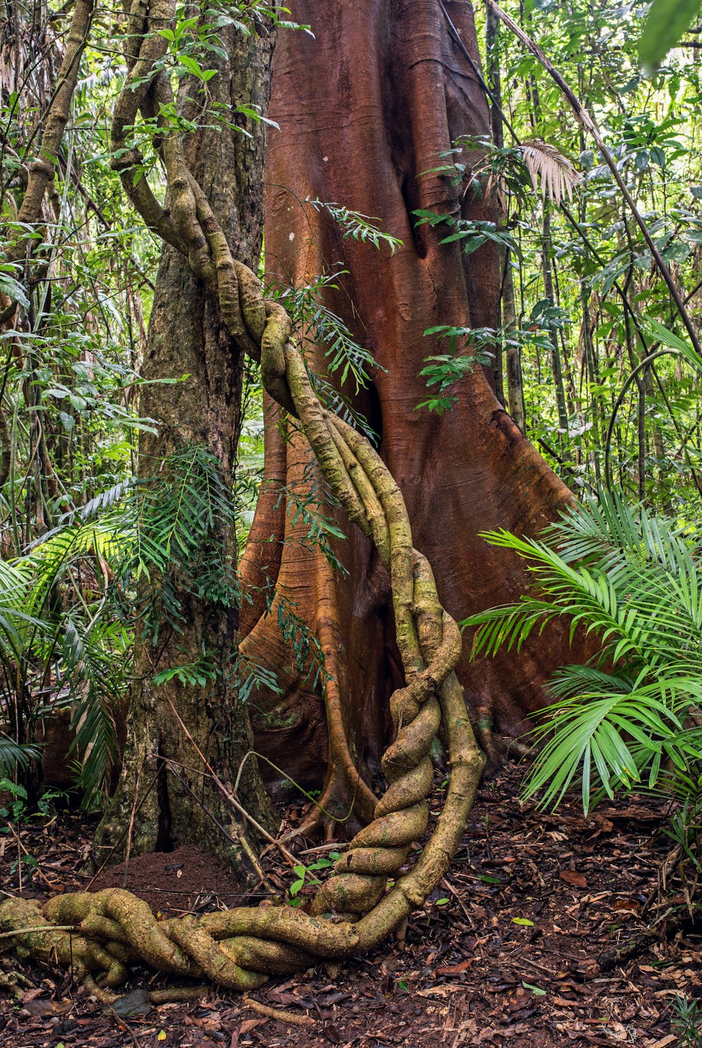 twisted tree branch on ground near palm plant during daytime