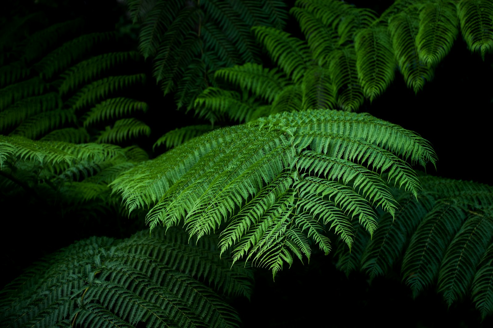 Sigma 150-600mm F5-6.3 DG OS HSM | S sample photo. Fern plant with black photography