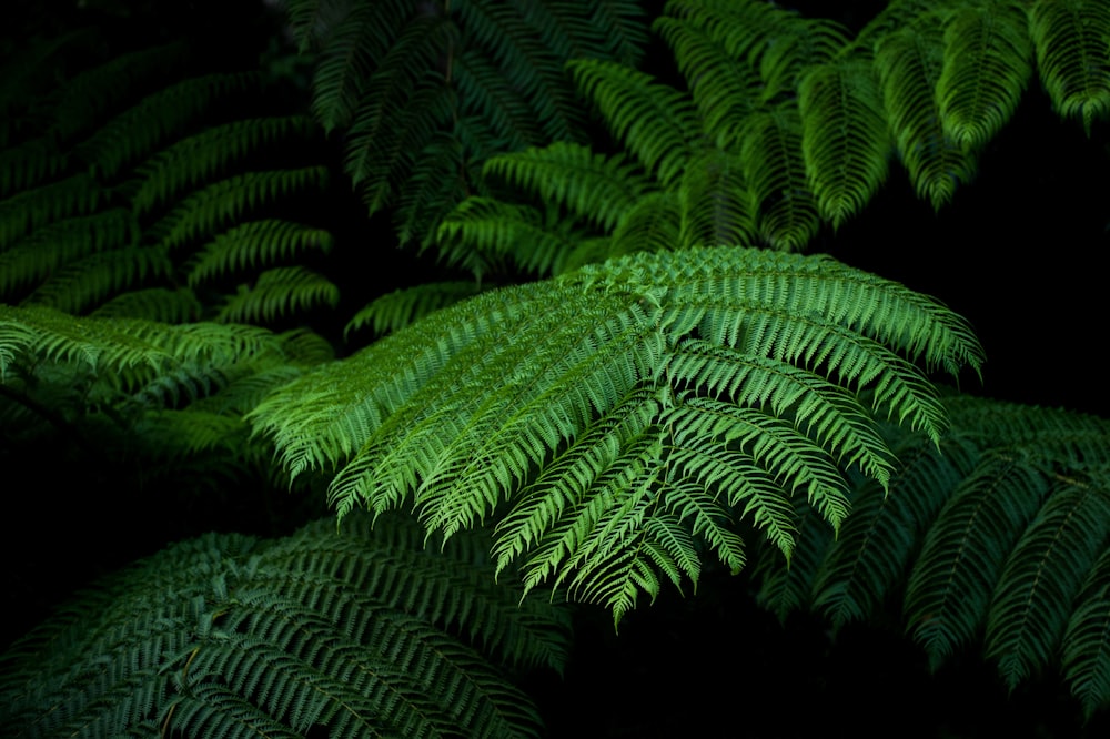 fern plant with black background