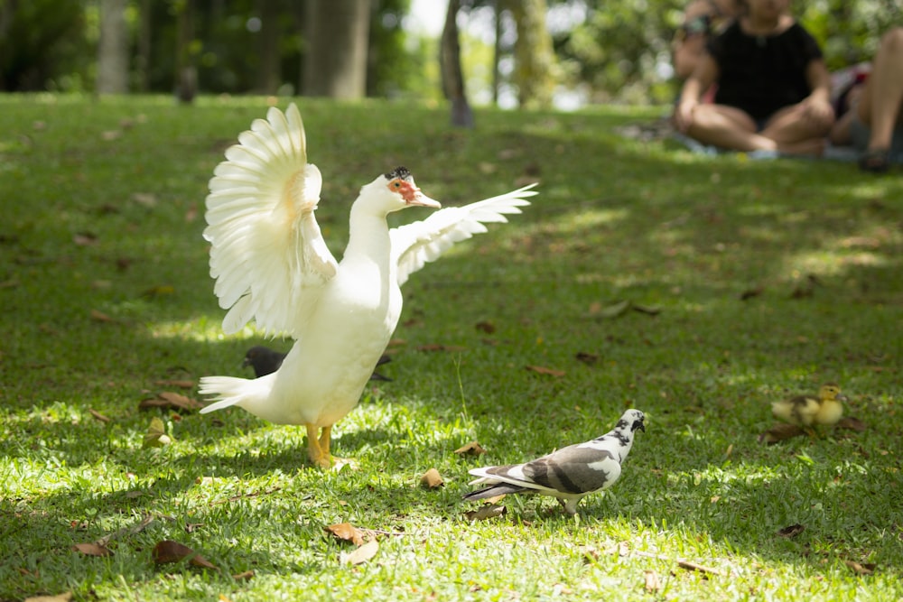 white duck near the white and black pigeon on lawn during daytime