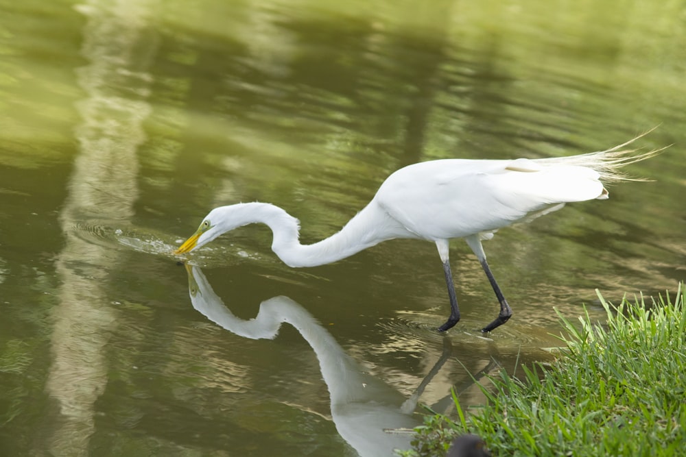 white bird drinking