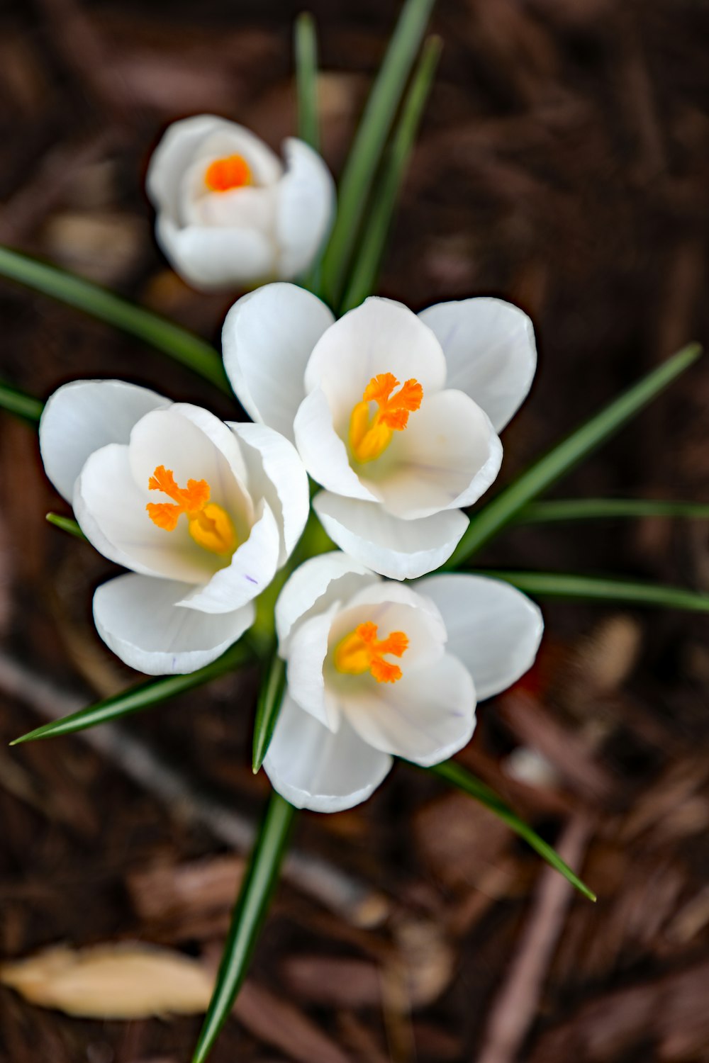 pétalo de flor blanca