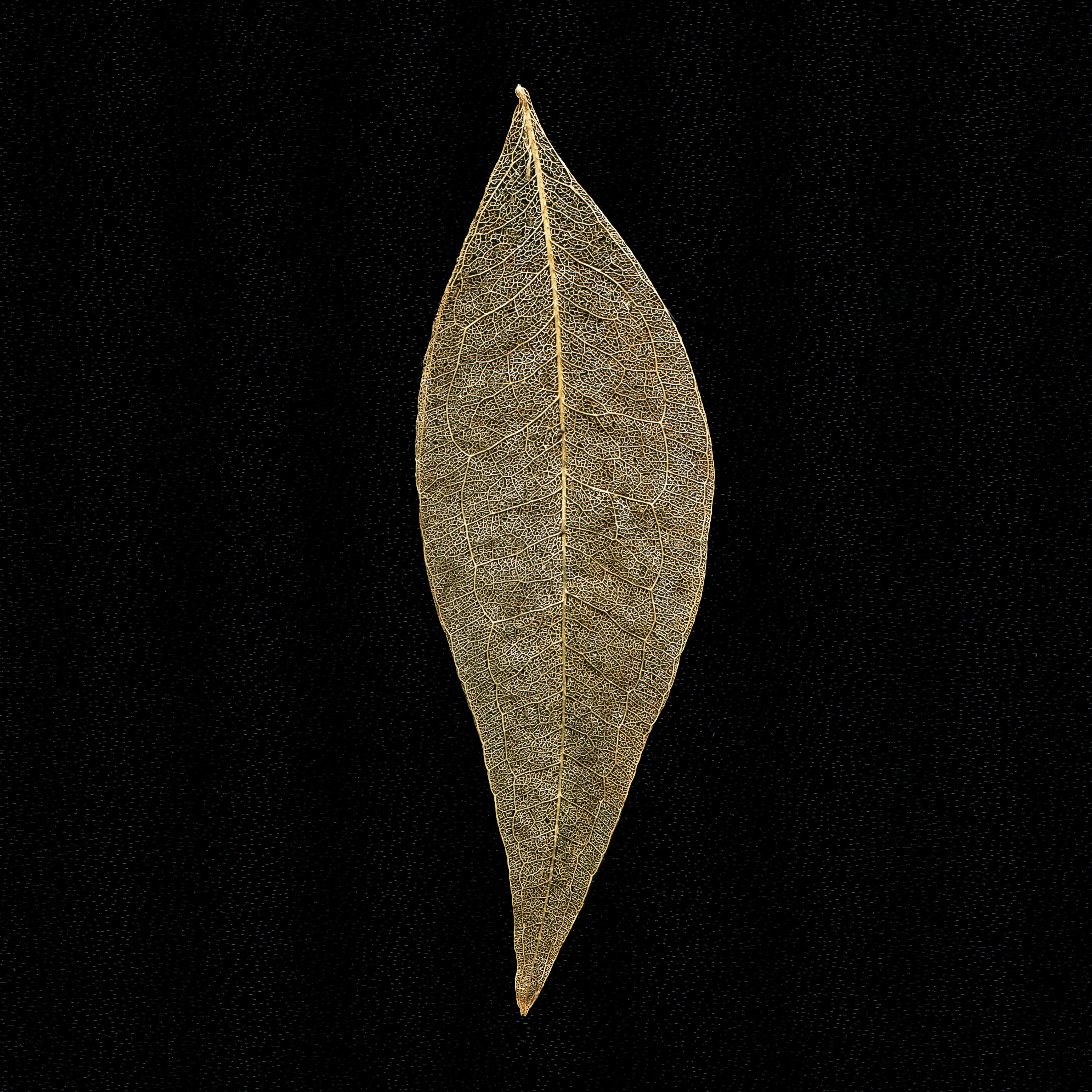 brown leaf with black background