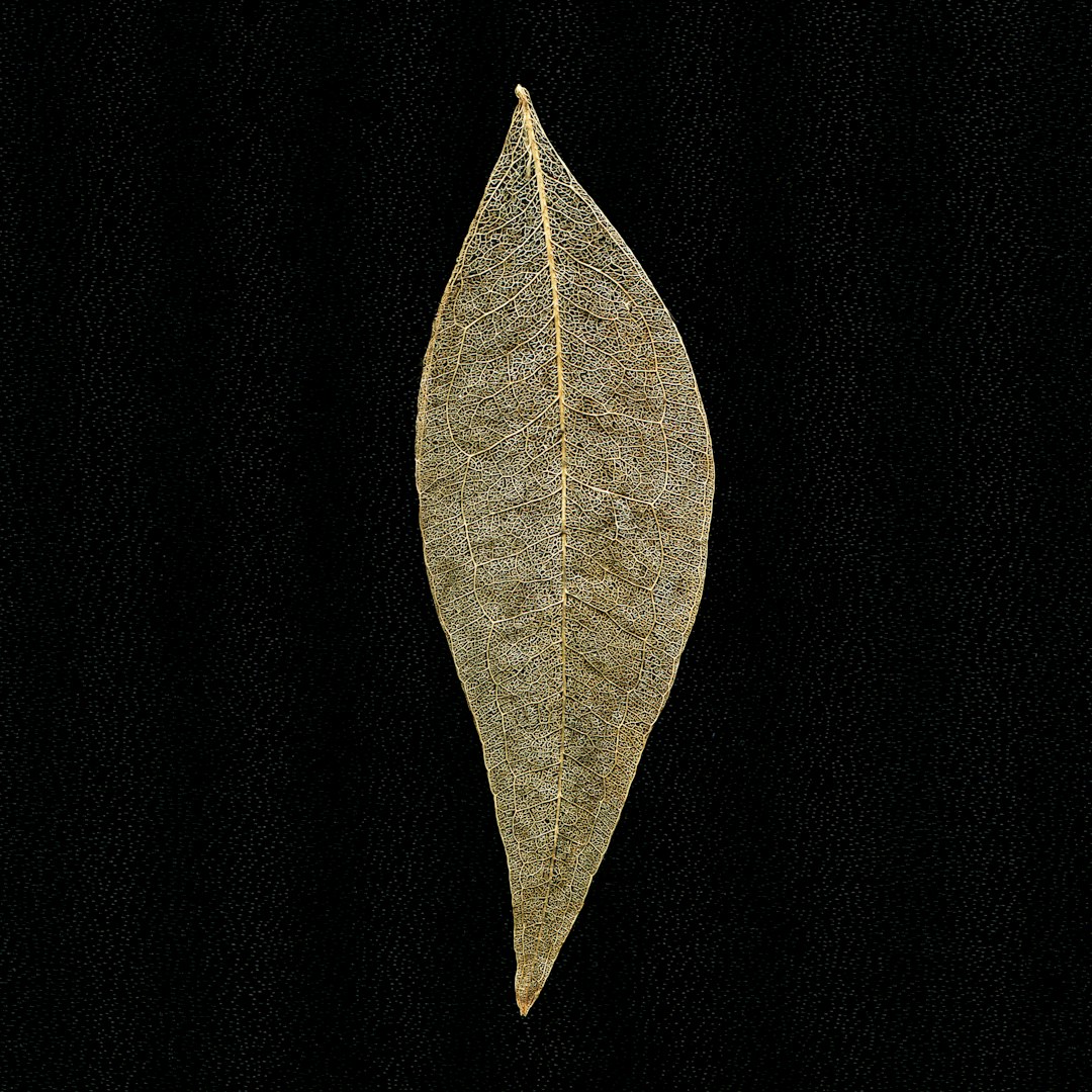 brown leaf with black background