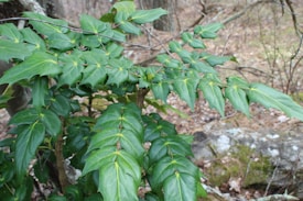 An image depicting lush green foliage of a plant with broad, spiky leaves. The leaves are vibrant and glossy, with a prominent central vein. The background features a woodland setting with dried leaves and rocks.