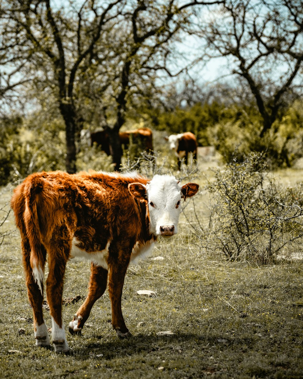 brown and white cow