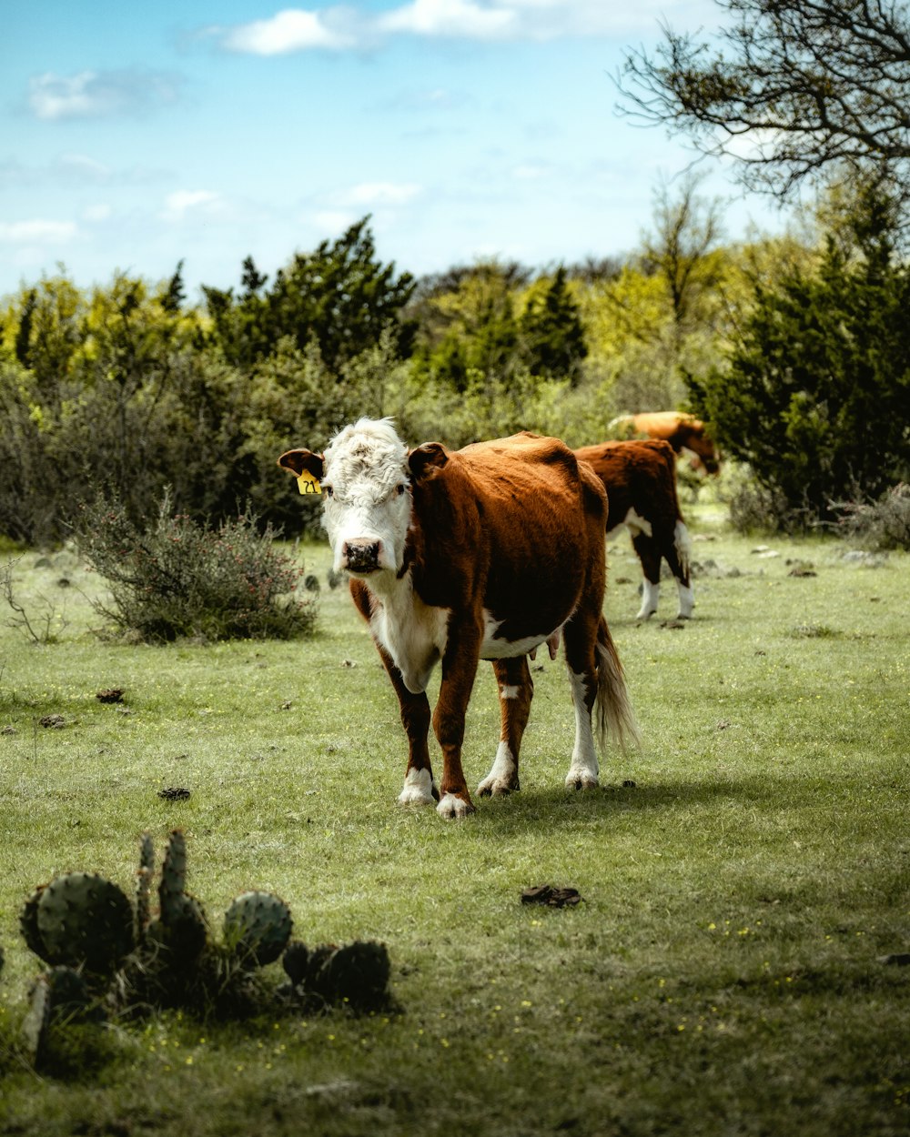 white and brown cow on grass field