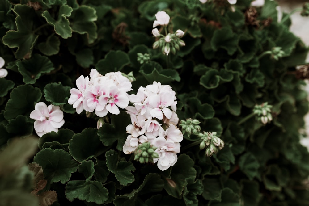 pink and white flower scenery