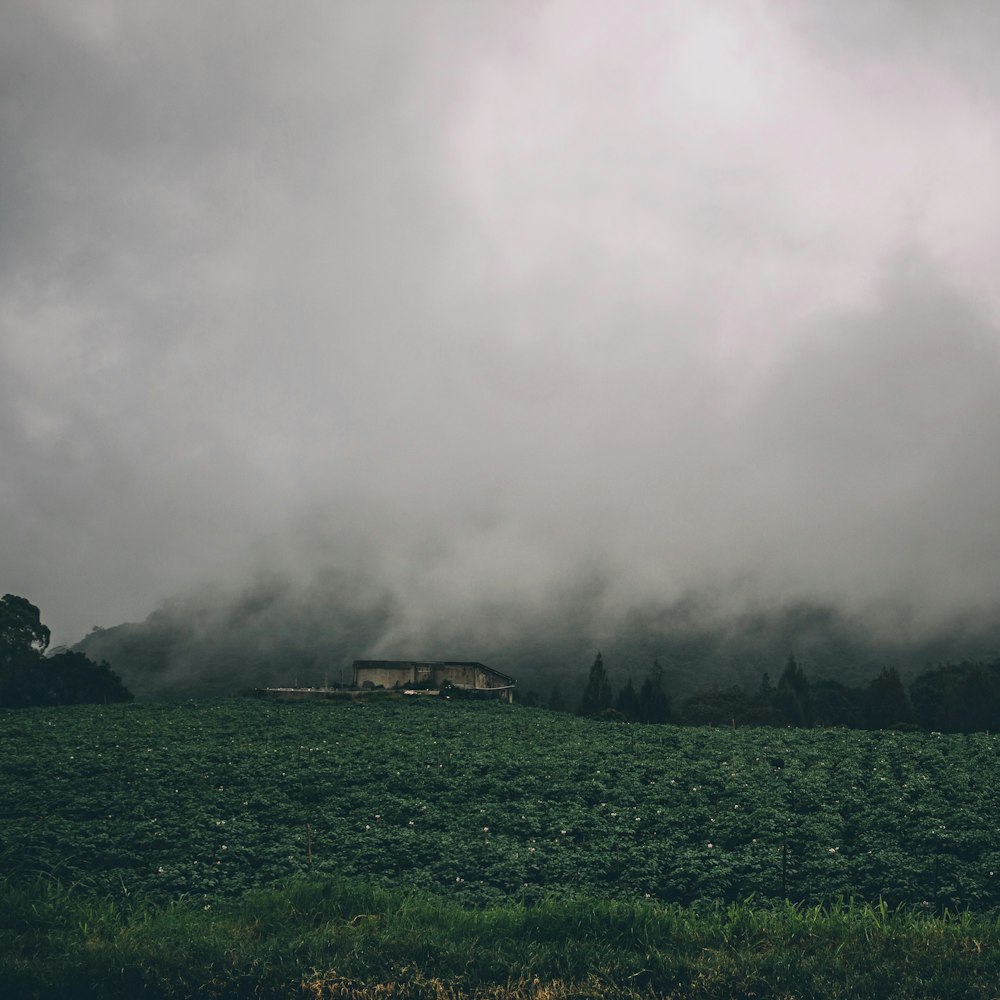 landscape photography of green grass field