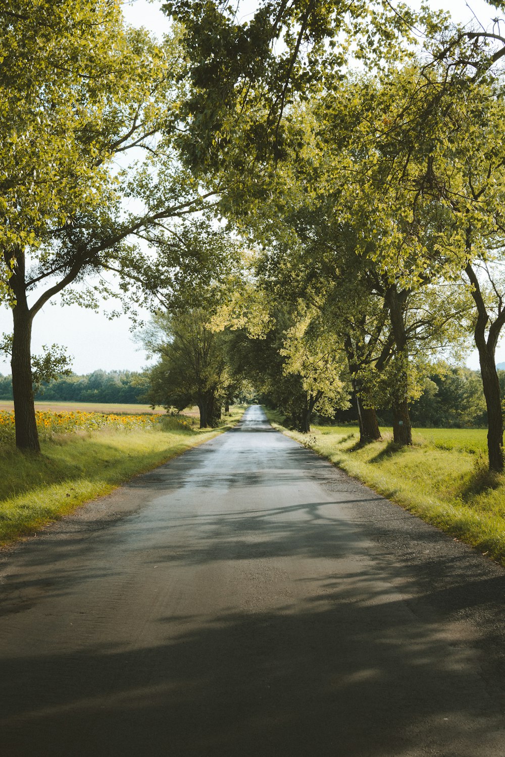 road between green trees during daytime