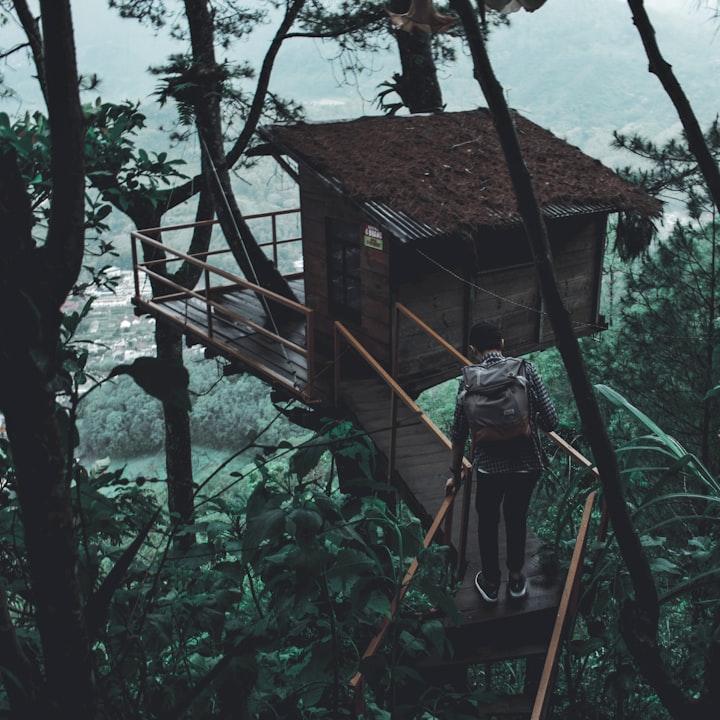 Atop a tall tree house