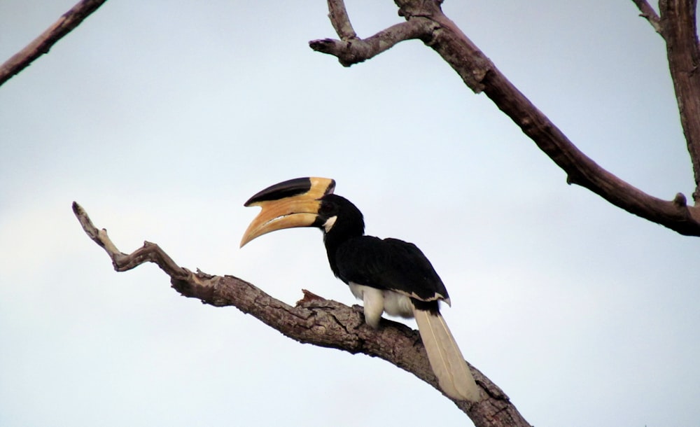 toucan perching on bare tree