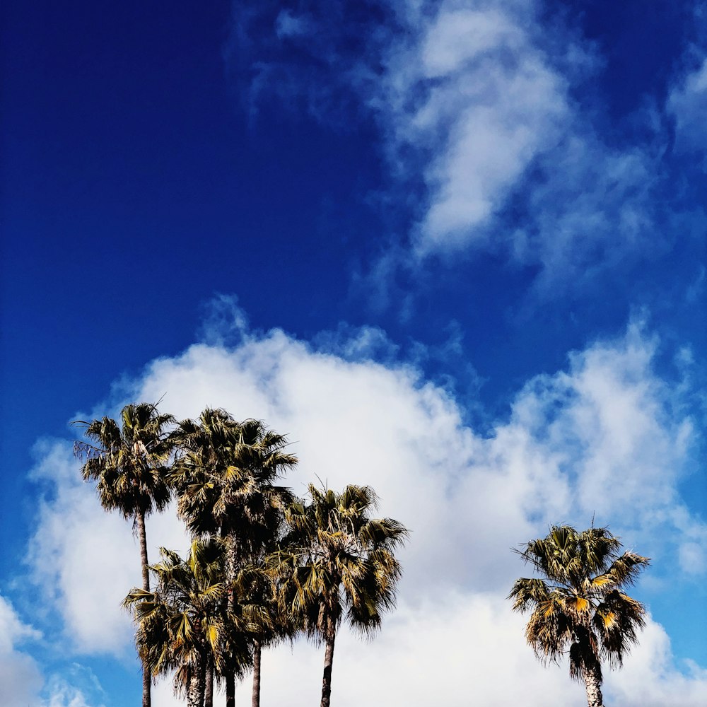 low-angle photography of palm trees