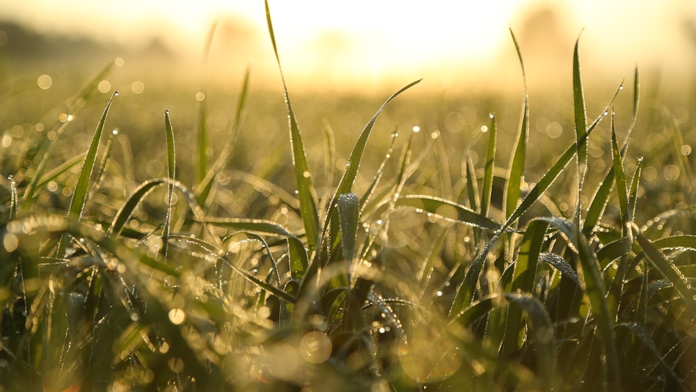 selective focus photography of green grass