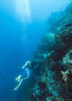 underwater photography of man diving