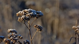 A close-up of dry wildflowers covered with frost, standing out against a blurry background. The morning light casts a gentle glow on the frost, highlighting the intricate details of the flowers and branches.