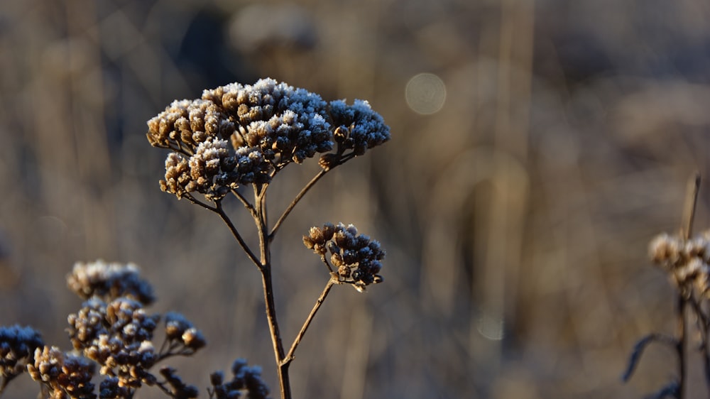 selective focus photo of flower