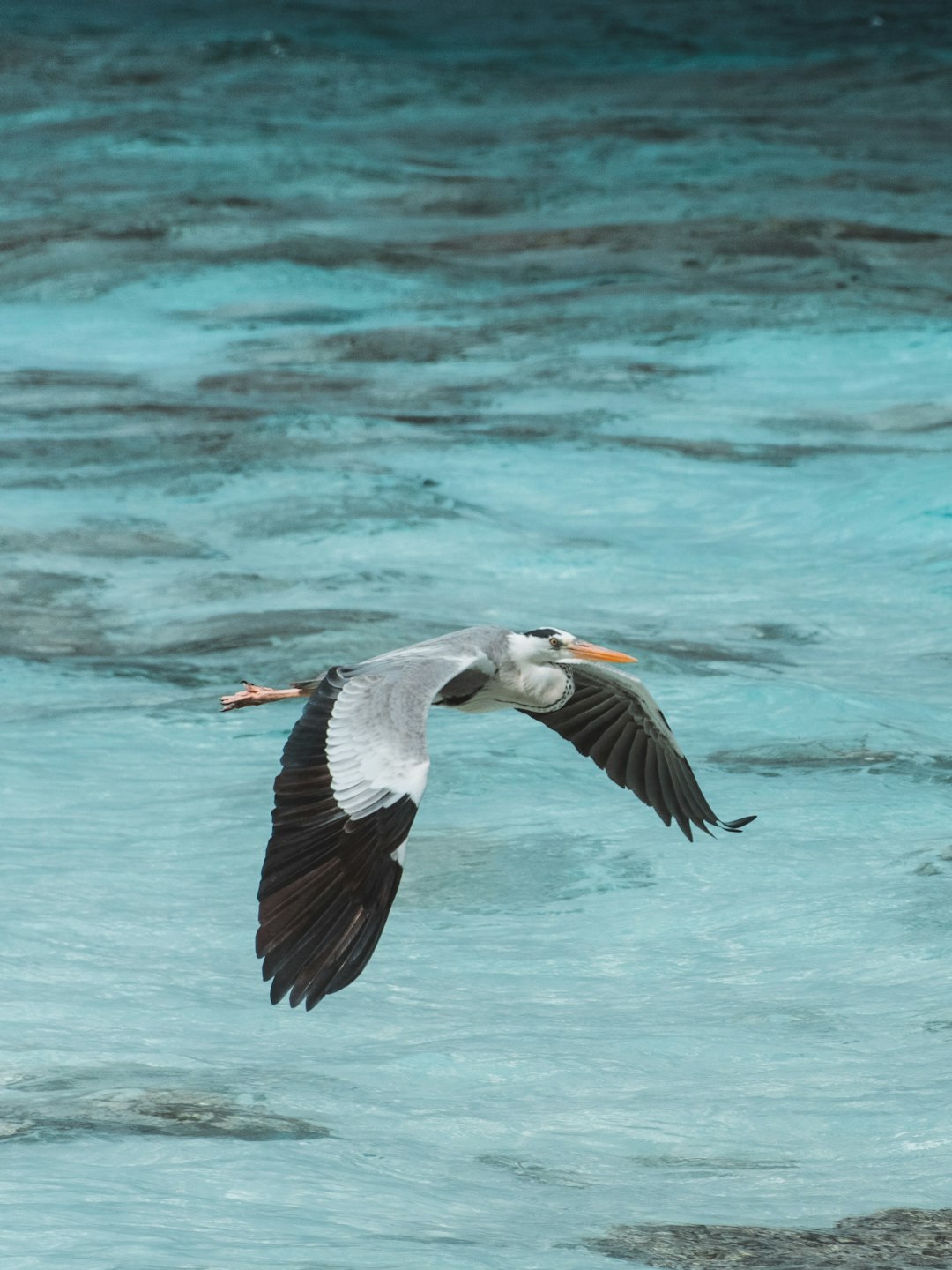 white and black bird