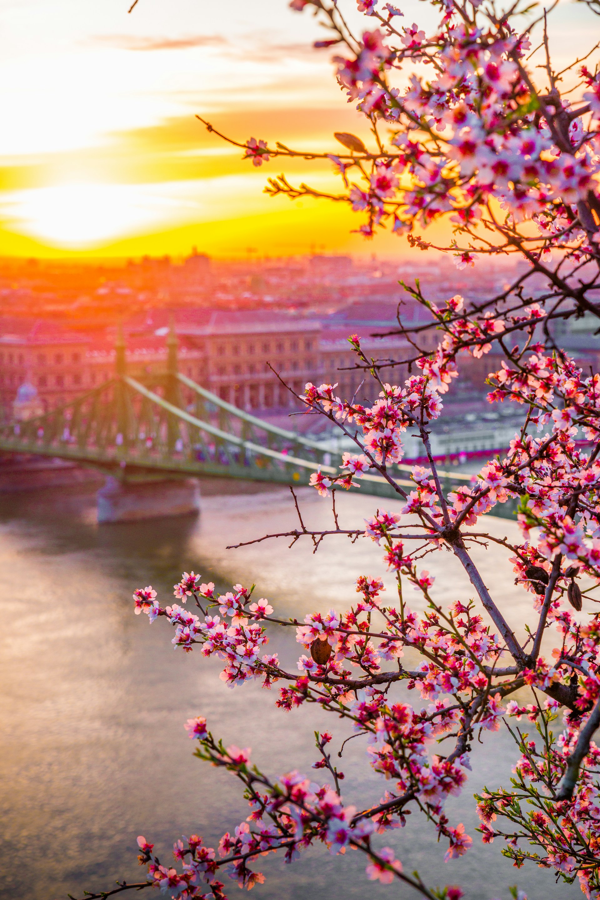 pink-petaled flowers