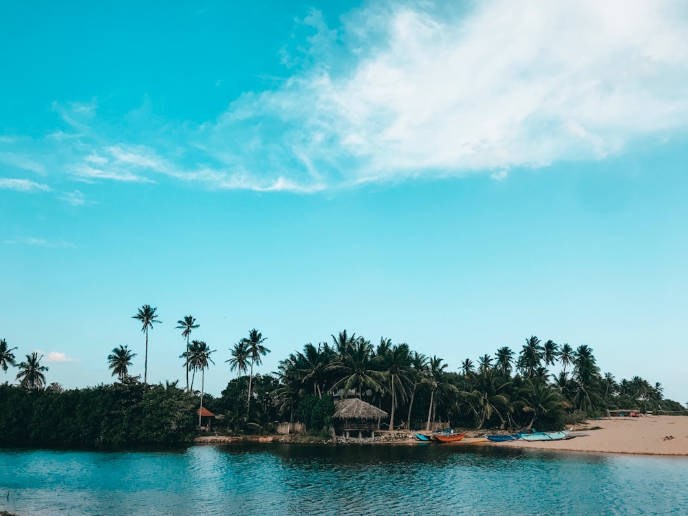 green coconut trees on island