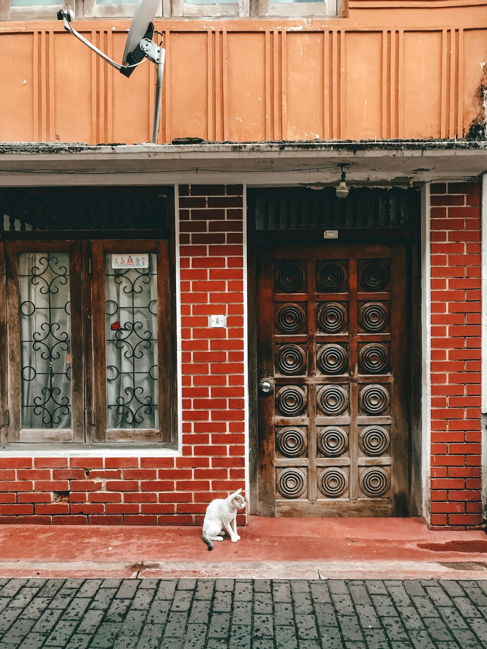 cat sitting near closed door