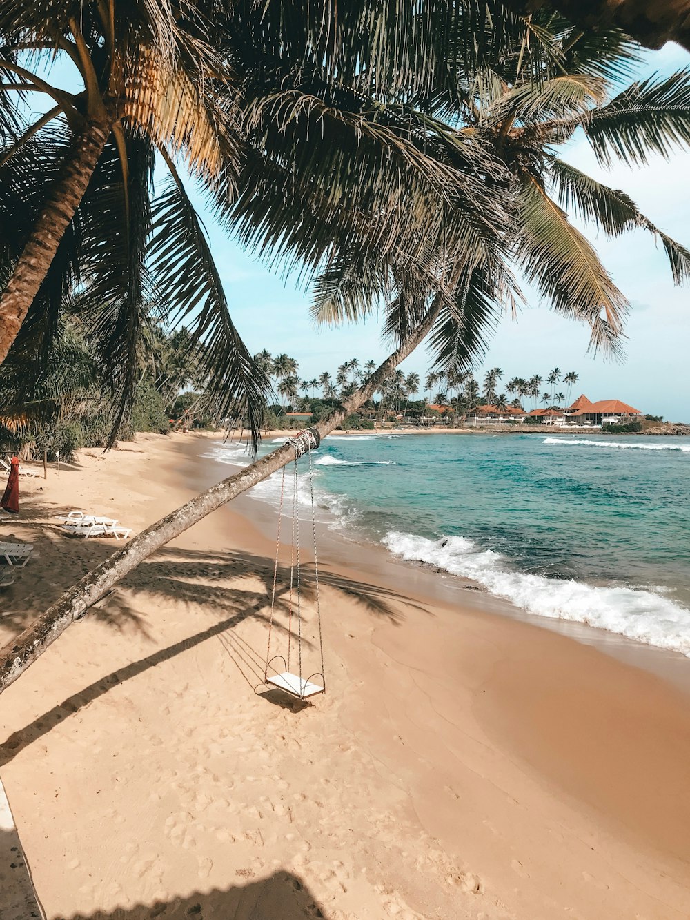 white swing on green palm trees