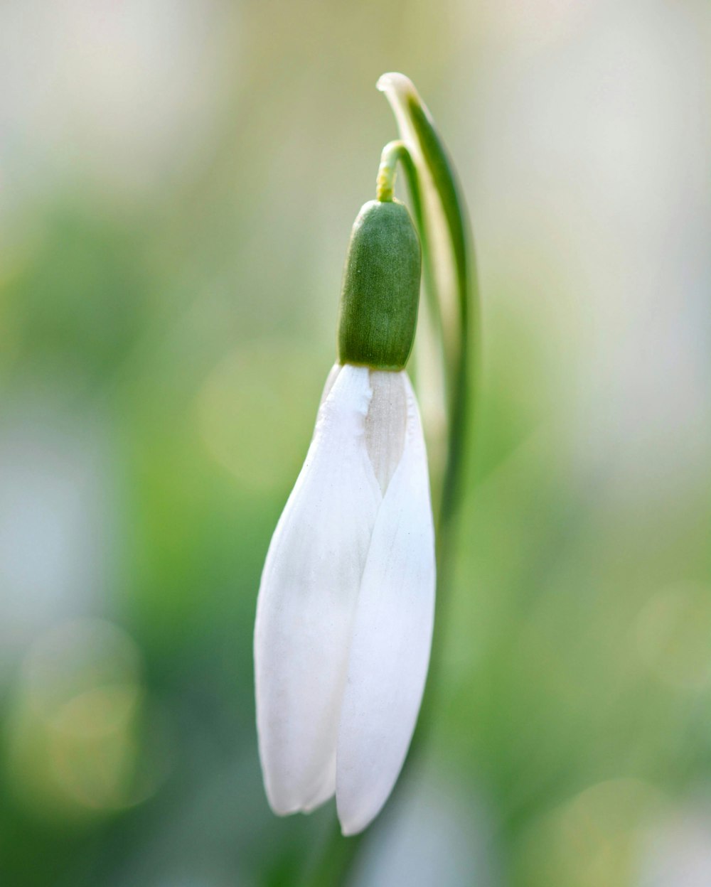 white petaled flower bloom during daytime selective focus photography