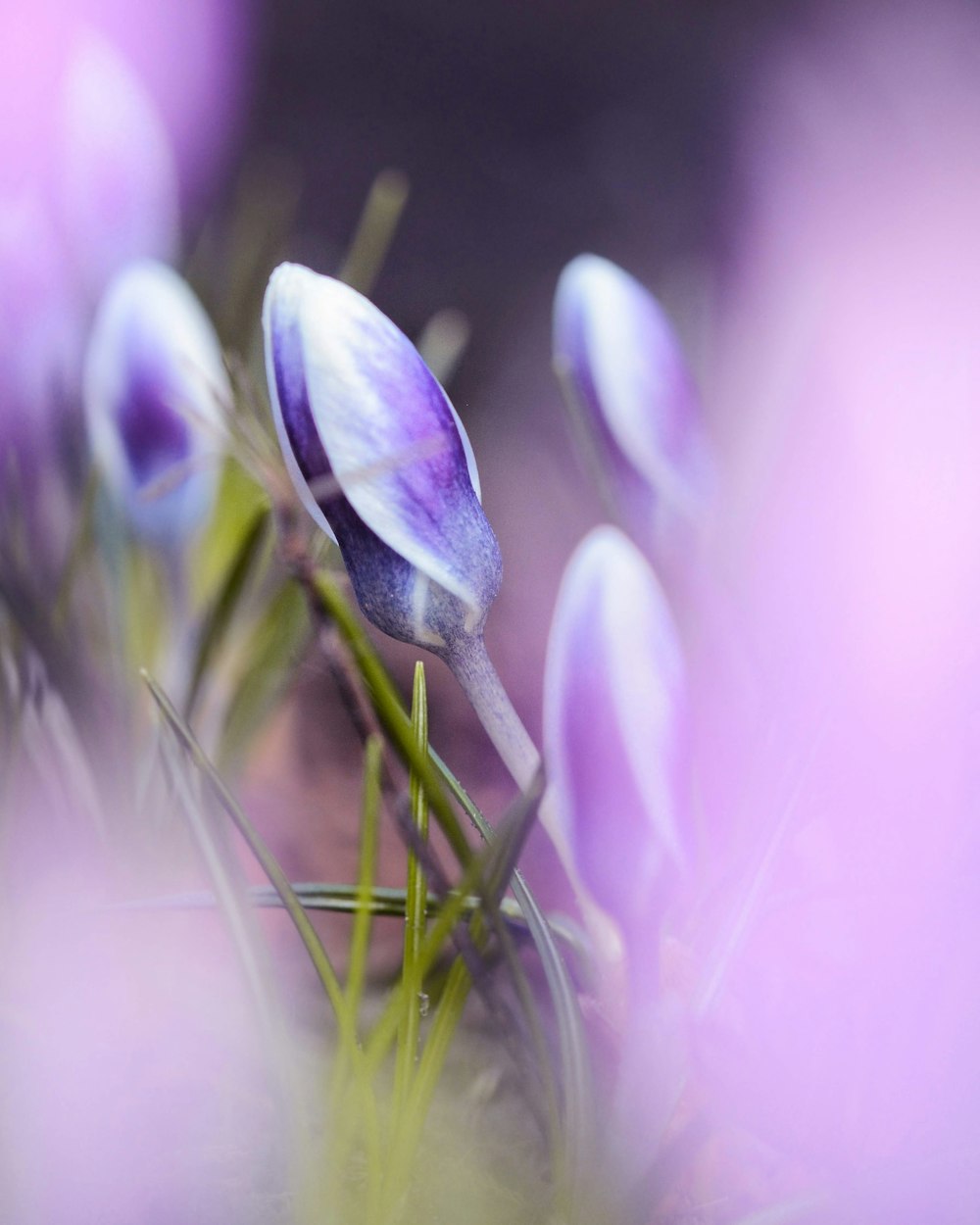 fotografia de foco seletivo de flores roxas