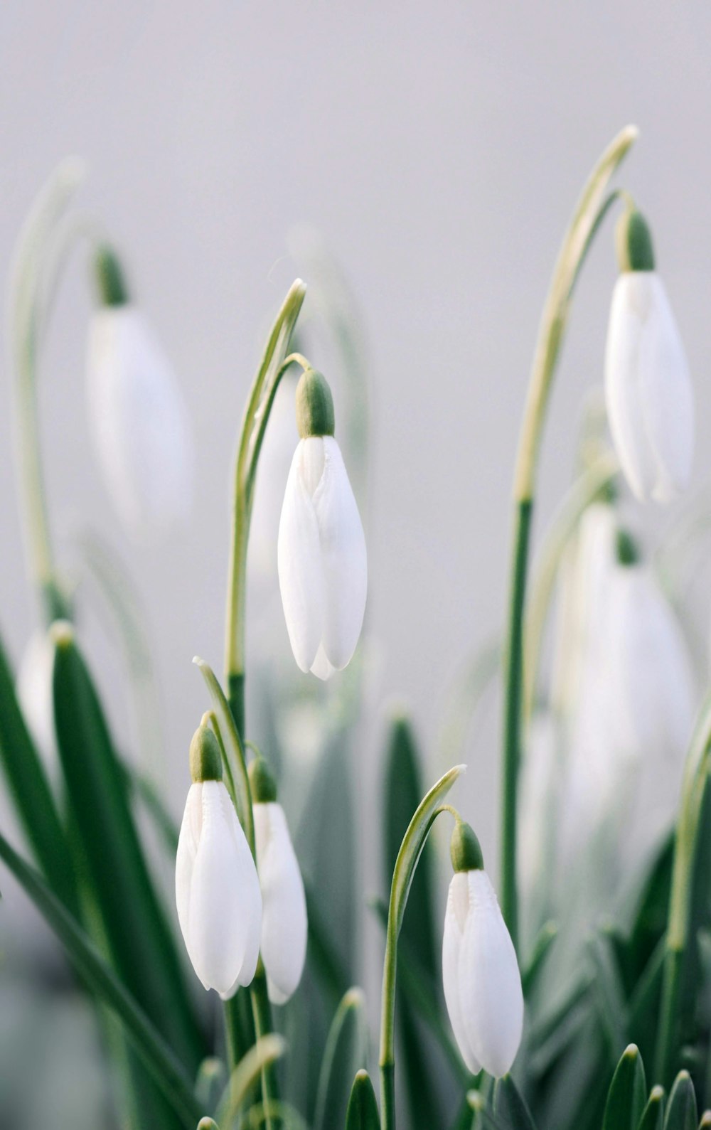 white flowers wallpaper