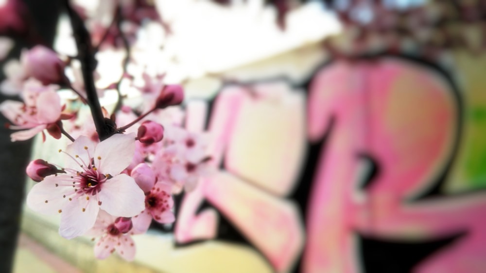 Photographie sélective des fleurs de cerisier pendant la journée
