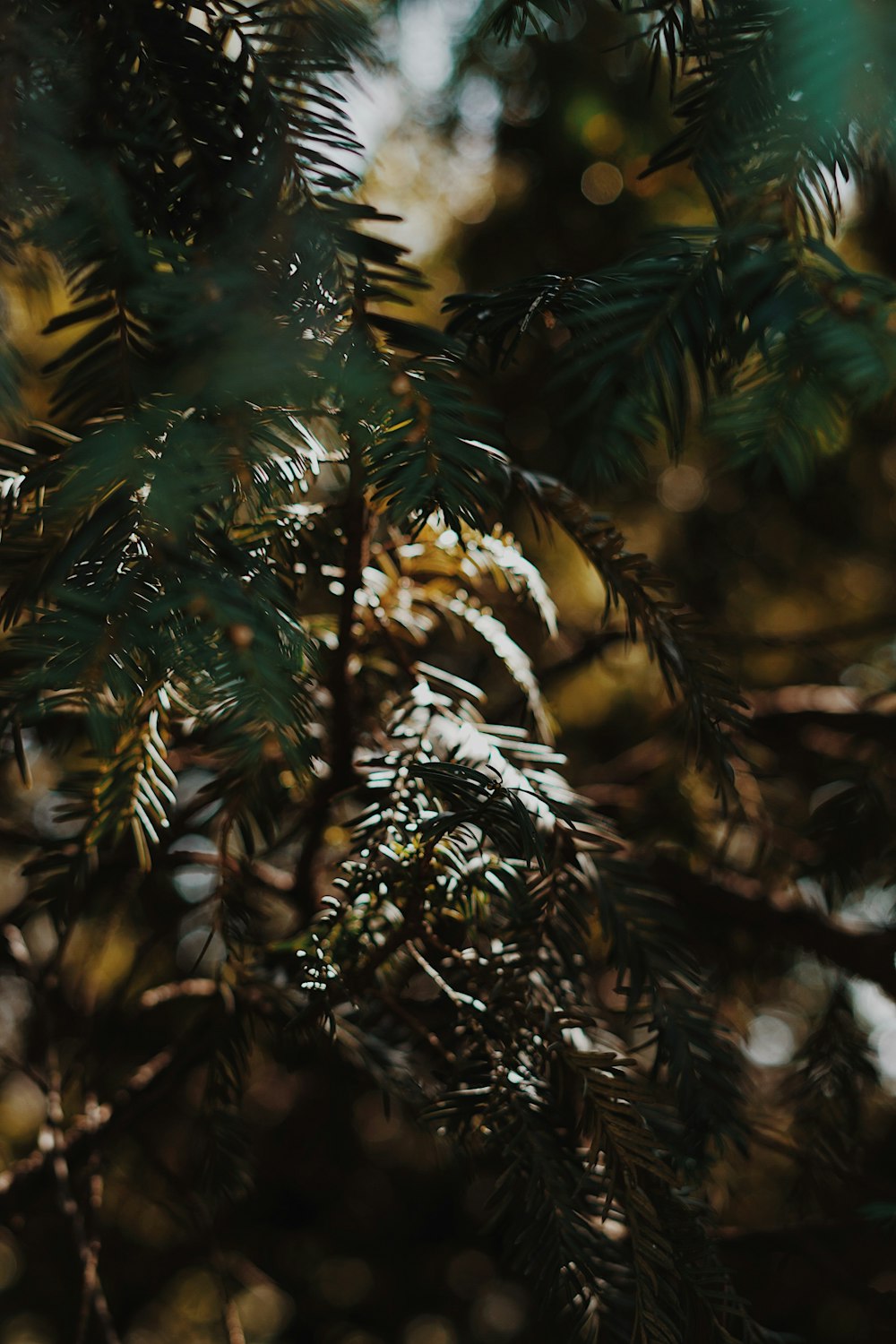 green plants in close-up photography