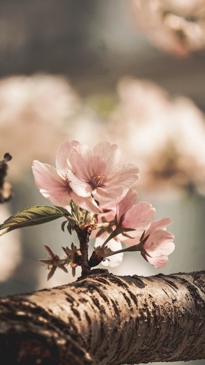 Image is of an apple blossom o a branch