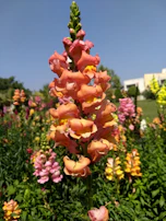 A close-up view of a tall, vibrant snapdragon flower with shades of orange and pink, surrounded by a garden of colorful flowers under a clear blue sky.