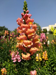 A close-up view of a tall, vibrant snapdragon flower with shades of orange and pink, surrounded by a garden of colorful flowers under a clear blue sky.