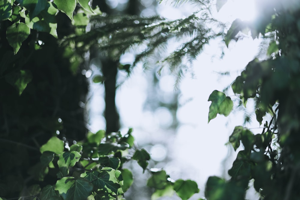 selective focus photography of leaves