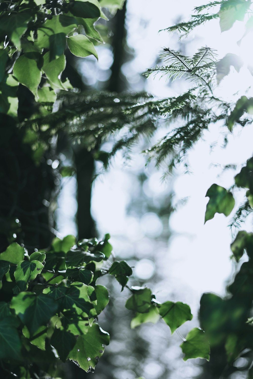 close-up photography of green plants