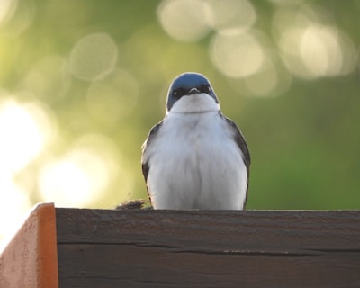 bird on brown wooden surface