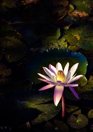 A luminous water lily stands out against a backdrop of dark green lily pads, illuminated by soft light that highlights its delicate pink and white petals.